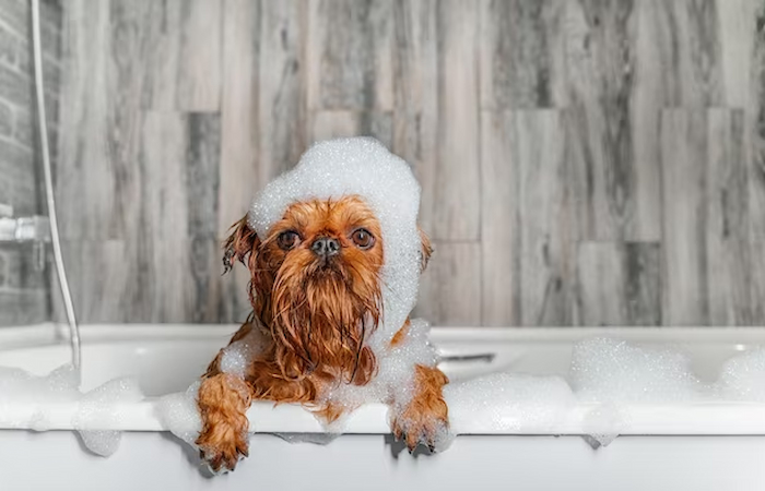 Dog Skin Sensitivity can you use baby shampoo on dogs